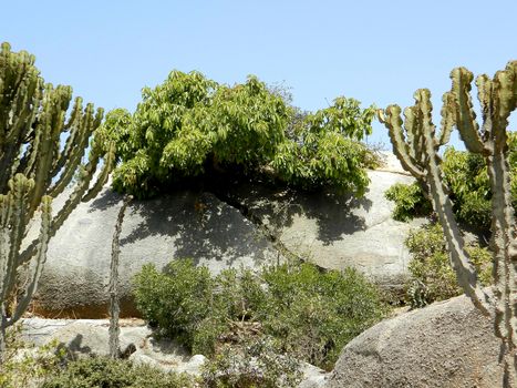 Tesseney, Eritrea - 10/11/2020: Beautiful photography of the landscape from the villages near the bord from Ethiopia. Old desert villages with some domestic animals.