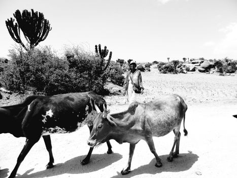 Tesseney, Eritrea - 10/11/2020: Beautiful photography of the landscape from the villages near the bord from Ethiopia. Old desert villages with some domestic animals.