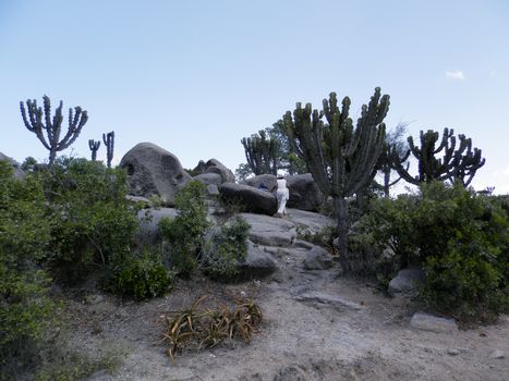 Tesseney, Eritrea - 10/11/2020: Beautiful photography of the landscape from the villages near the bord from Ethiopia. Old desert villages with some domestic animals.