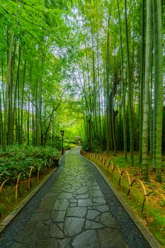 View of the small bamboo forest, in Shuzenji, Izu Peninsula, Japan