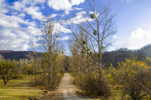 Village land road and autumn trees in Kakheti, Georgia