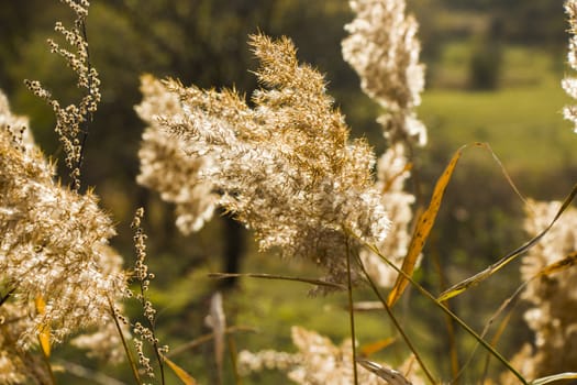 Autumn plant and leaves background, sunlight and bright, colorful wild plant