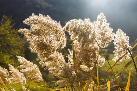 Autumn plant and leaves background, sunlight and bright, colorful wild plant