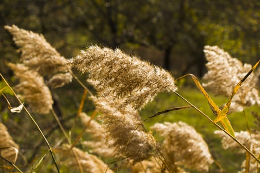 Autumn plant and leaves background, sunlight and bright, colorful wild plant