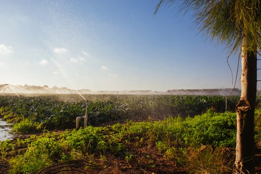 Crop sprayers in action in Mornington Peninsula, Victoria, Australia