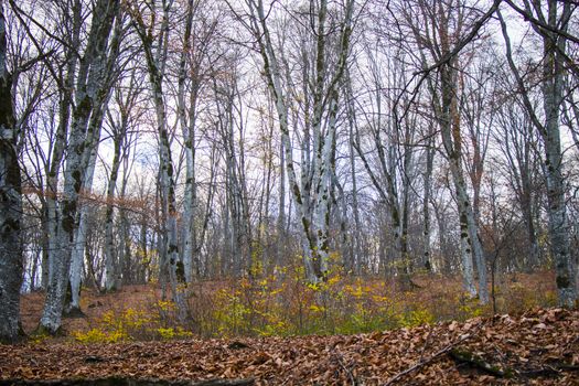 Autumn and fall forest landscape, autumn leaves and trees background in Kakheti, Georgia