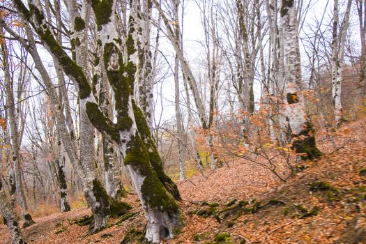 Autumn and fall forest landscape, autumn leaves and trees background in Kakheti, Georgia