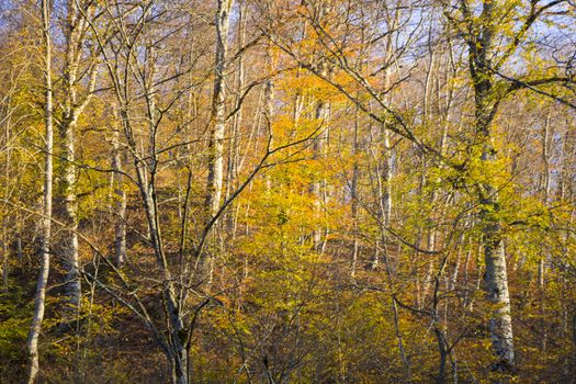 Autumn and fall forest landscape, autumn leaves and trees background in Kakheti, Georgia