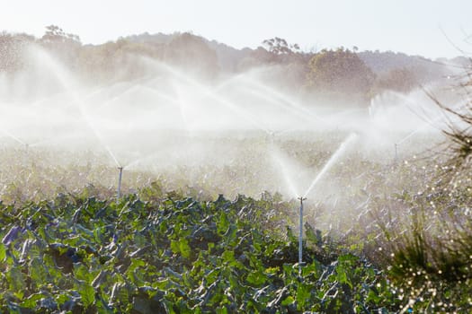Crop sprayers in action in Mornington Peninsula, Victoria, Australia