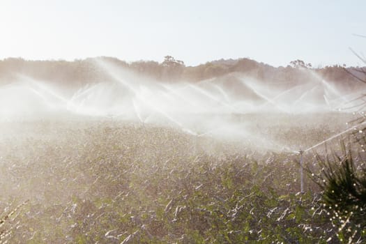 Crop sprayers in action in Mornington Peninsula, Victoria, Australia