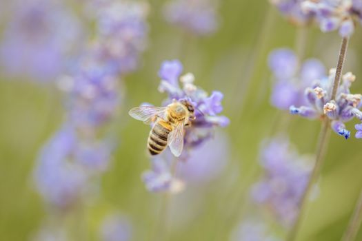 Closeup shot of a bee collecting pollen from lavender on a summer's day in Victoria, Australia