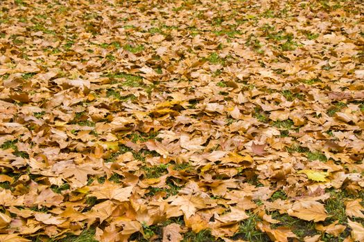 Plane tree autumn and fall leaves background, natural beauty