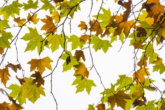 Plane tree autumn and fall leaves background, natural beauty