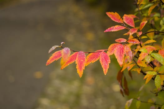 Autumn plant and leaves background, sunlight and bright, colorful wild plant