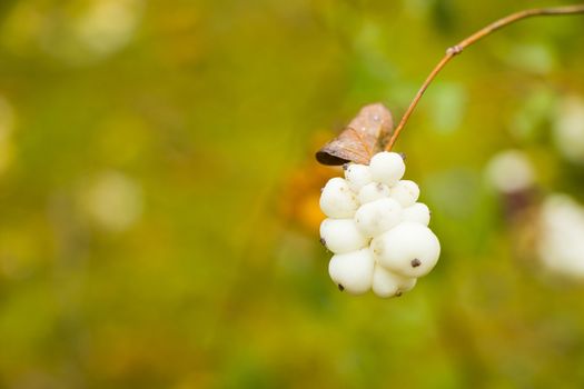 Snowberry plant close-up and macro on the green background, autumn time, nature background
