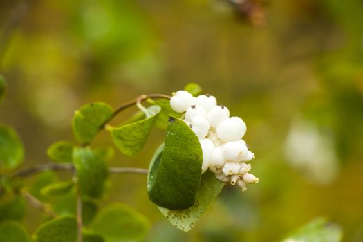 Snowberry plant close-up and macro on the green background, autumn time, nature background