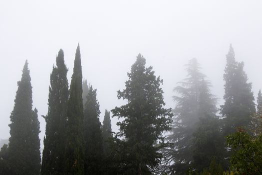 Forest and trees in mist and fog in Georgia