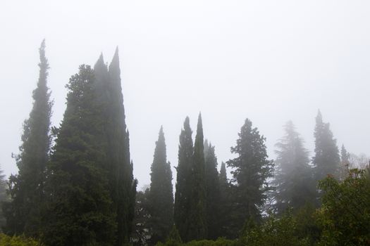 Forest and trees in mist and fog in Georgia