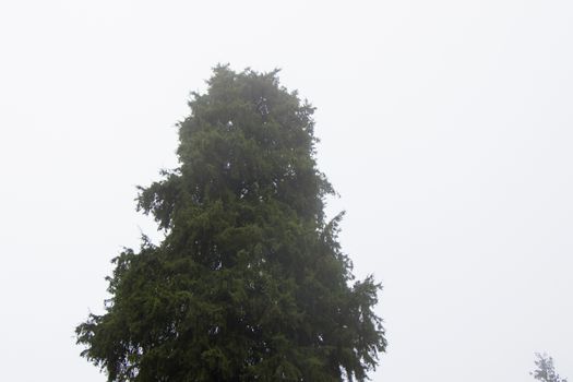 Forest and trees in mist and fog in Georgia