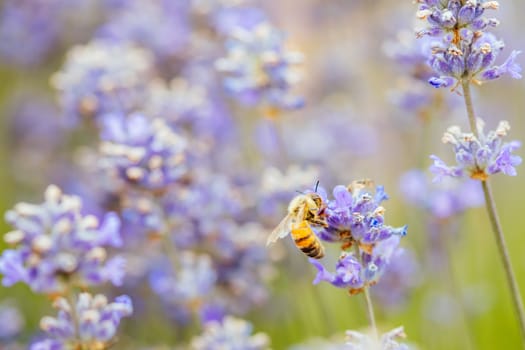 Closeup shot of a bee collecting pollen from lavender on a summer's day in Victoria, Australia