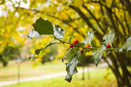 Autumn plant and leaves background, sunlight and bright, colorful wild plant