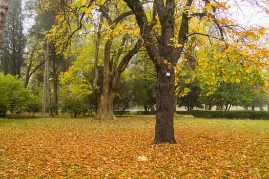 Park and garden in Tsinandali, Georgia. Autumn park landscape.