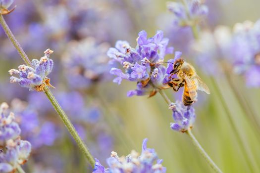Closeup shot of a bee collecting pollen from lavender on a summer's day in Victoria, Australia