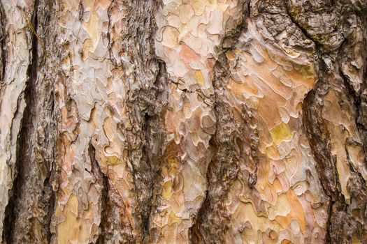 pine tree bark and body background, close-up and macro of wooden material, beautiful tree background