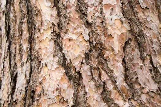 pine tree bark and body background, close-up and macro of wooden material, beautiful tree background
