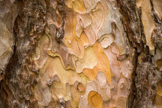 pine tree bark and body background, close-up and macro of wooden material, beautiful tree background