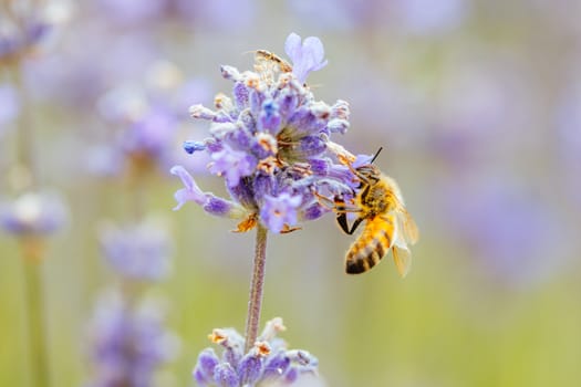 Closeup shot of a bee collecting pollen from lavender on a summer's day in Victoria, Australia