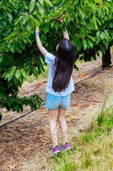 A young girl picks fresh cherries ready to be picked in Victoria, Australia