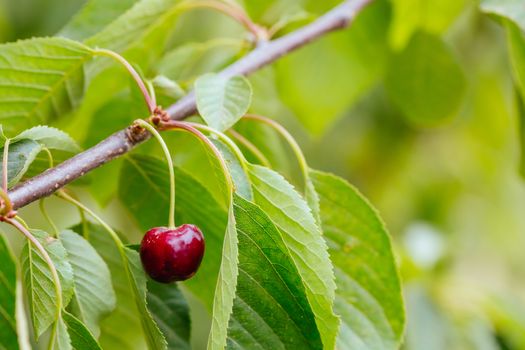 Fresh cherries ready to be picked in Victoria, Australia