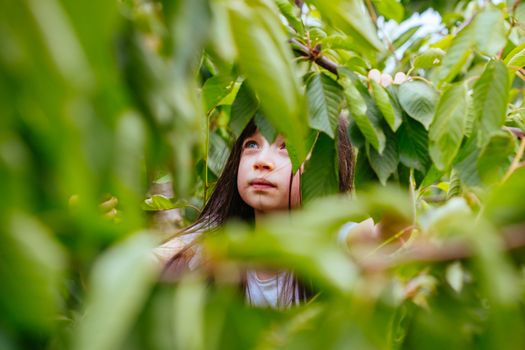 A young girl picks fresh cherries ready to be picked in Victoria, Australia