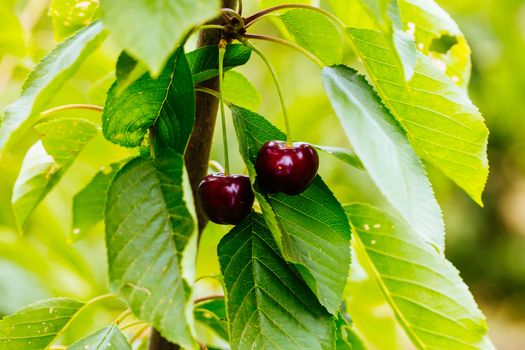 Fresh cherries ready to be picked in Victoria, Australia