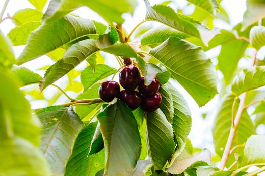 Fresh cherries ready to be picked in Victoria, Australia