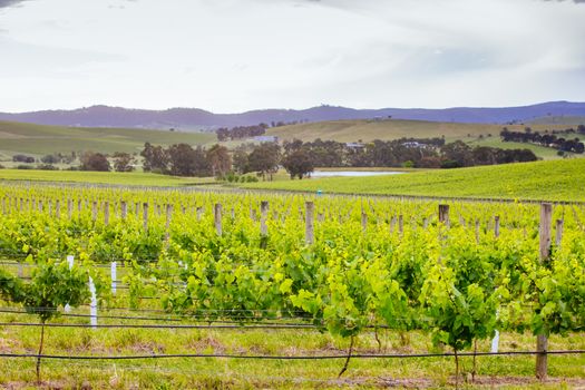 The sun sets over the 2021 growing harvest on a warm spring evening in Yarra Valley, Victoria, Australia
