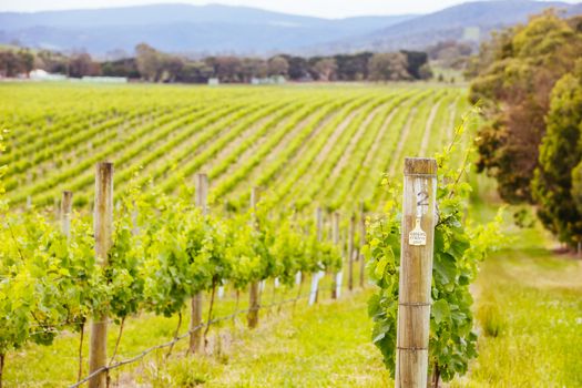 The sun sets over the 2021 growing harvest on a warm spring evening in Yarra Valley, Victoria, Australia