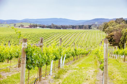 The sun sets over the 2021 growing harvest on a warm spring evening in Yarra Valley, Victoria, Australia