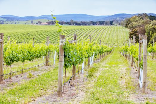 The sun sets over the 2021 growing harvest on a warm spring evening in Yarra Valley, Victoria, Australia