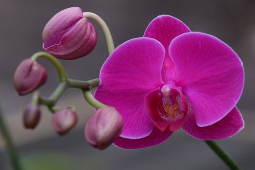 Bunga Anggrek Bulan Ungu , Close up view of beautiful purple phalaenopsis amabilis / moth orchids in full bloom in the garden with yellow pistils isolated on blur background