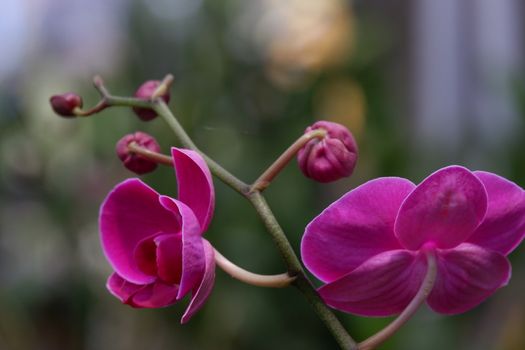 Bunga Anggrek Bulan Ungu , Close up view of beautiful purple phalaenopsis amabilis / moth orchids in full bloom in the garden with yellow pistils isolated on blur background