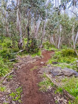 The popular Lake Mountain bike park with Cascades Trail near Marysville in Victoria, Australia