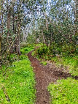 The popular Lake Mountain bike park with Cascades Trail near Marysville in Victoria, Australia