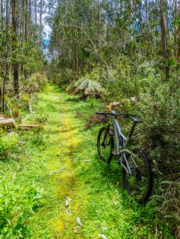 Lake Mountain, Australia - November 15, 2020: The popular Lake Mountain bike park with Cascades Trail near Marysville in Victoria, Australia