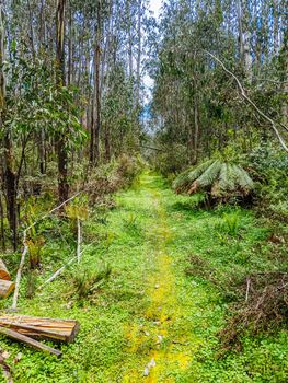 The popular Lake Mountain bike park with Cascades Trail near Marysville in Victoria, Australia