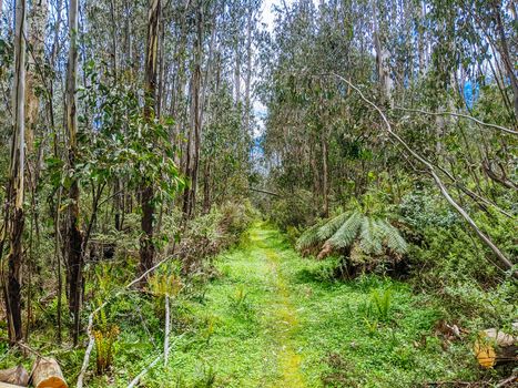 The popular Lake Mountain bike park with Cascades Trail near Marysville in Victoria, Australia