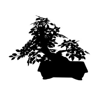 Silhouette bonsai tree isolated on a white background. The Japanese art.