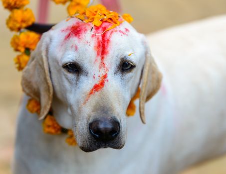 Celebrating Kukur Tihar festival in Kathmandu, Nepal. Labrador with red tika and marigold garland.