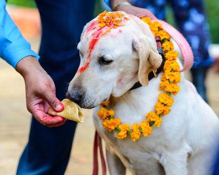 Celebrating Kukur Tihar festival in Kathmandu, Nepal. Labrador with red tika and marigold garland is being given a puri.